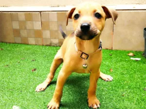 Cachorro raça SRD-ViraLata idade 2 a 6 meses nome Violeta 