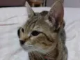 Kiara