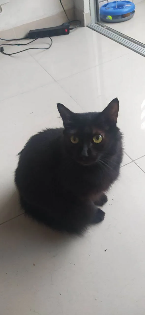 Gato ra a Gato idade 1 ano nome Eva