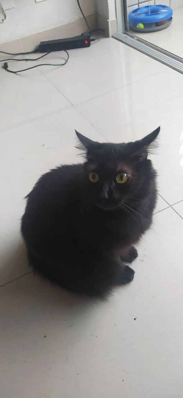 Gato ra a Gato idade 1 ano nome Eva