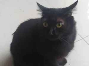 Gato raça Gato idade 1 ano nome Eva