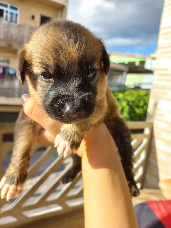 Cachorro ra a SRD-ViraLata idade Abaixo de 2 meses nome Sem nome 