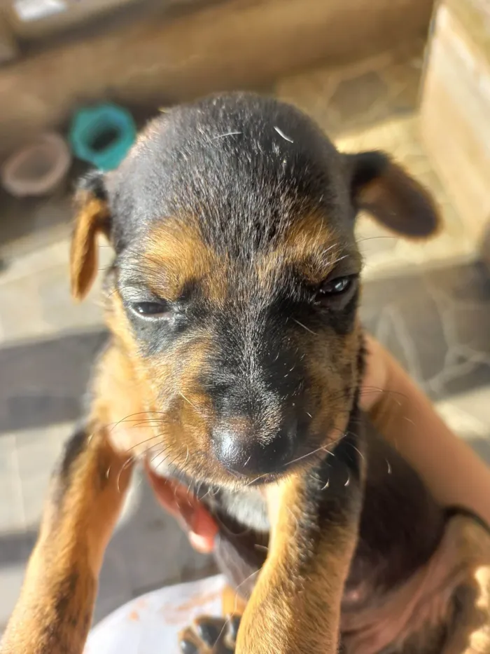 Cachorro ra a SRD-ViraLata idade 7 a 11 meses nome Sem nome 