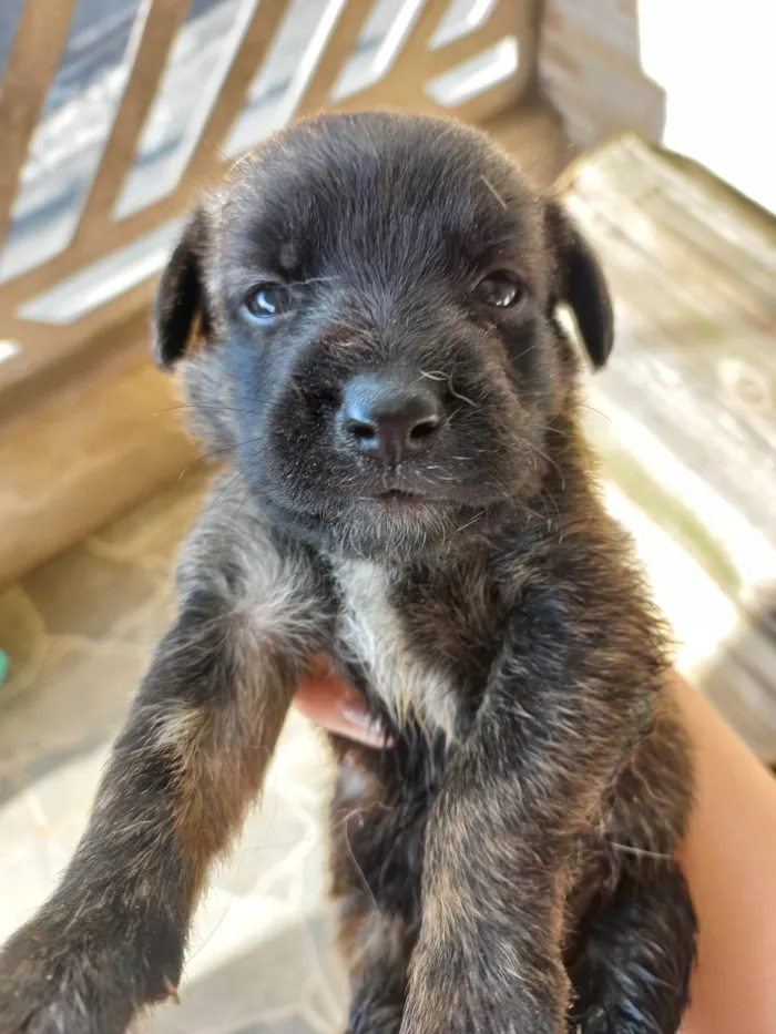 Cachorro ra a SRD-ViraLata idade Abaixo de 2 meses nome Sem nome 