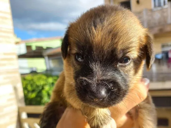 Cachorro ra a SRD-ViraLata idade Abaixo de 2 meses nome Sem nome 