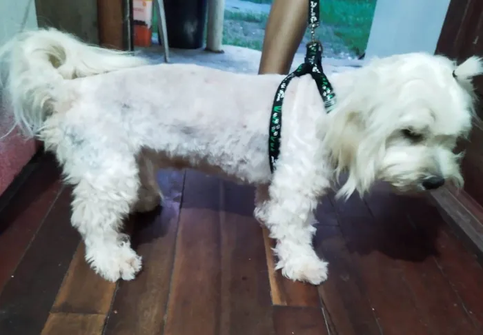 Cachorro ra a Poodle/maltês  idade 1 ano nome Laion