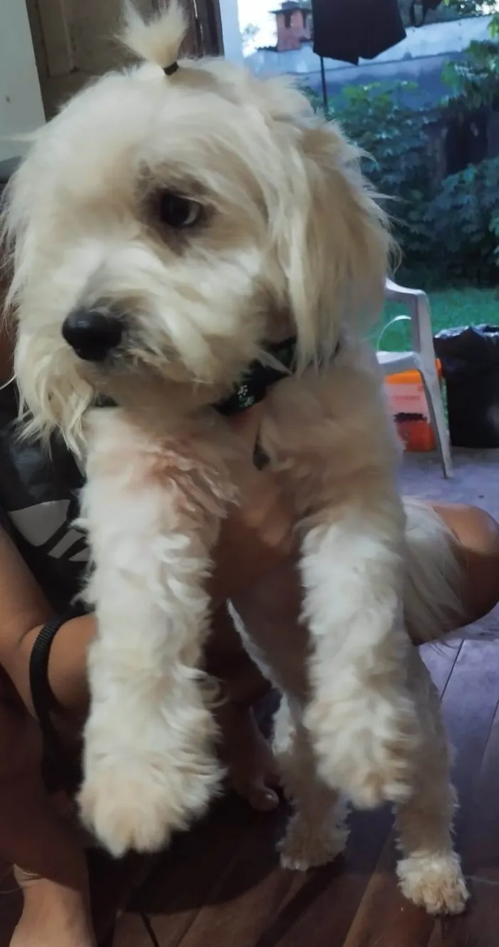 Cachorro ra a Poodle/maltês  idade 1 ano nome Laion