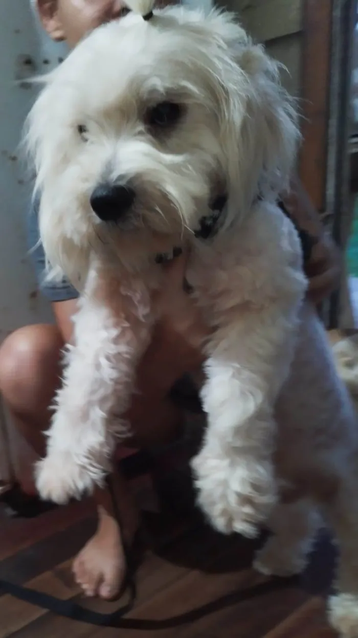 Cachorro ra a Poodle/maltês  idade 1 ano nome Laion