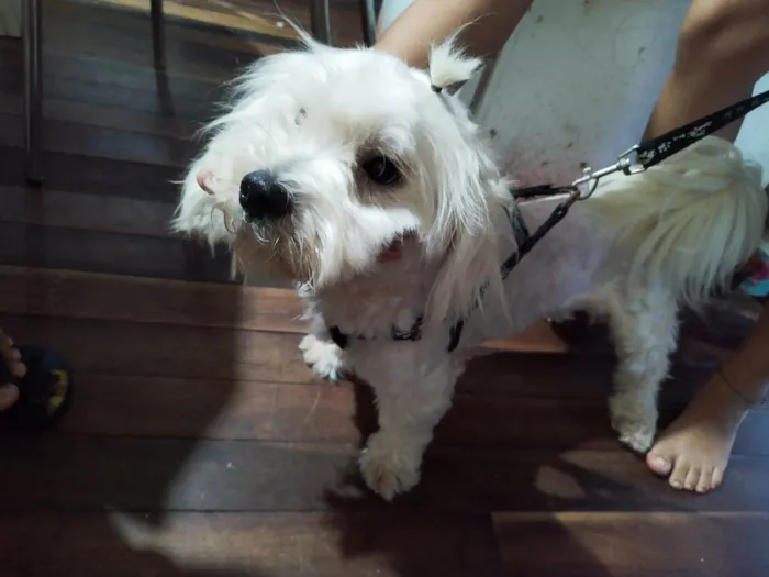 Cachorro ra a Poodle/maltês  idade 1 ano nome Laion