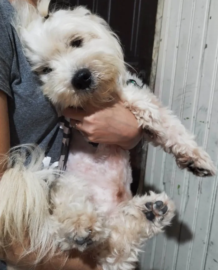 Cachorro ra a Poodle/maltês  idade 1 ano nome Laion