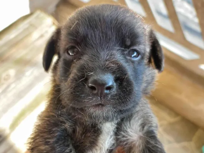 Cachorro ra a SRD-ViraLata idade Abaixo de 2 meses nome Sem nome 