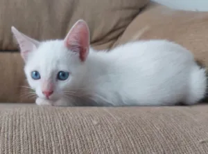 Gato raça SRD-ViraLata idade 2 a 6 meses nome Boneca