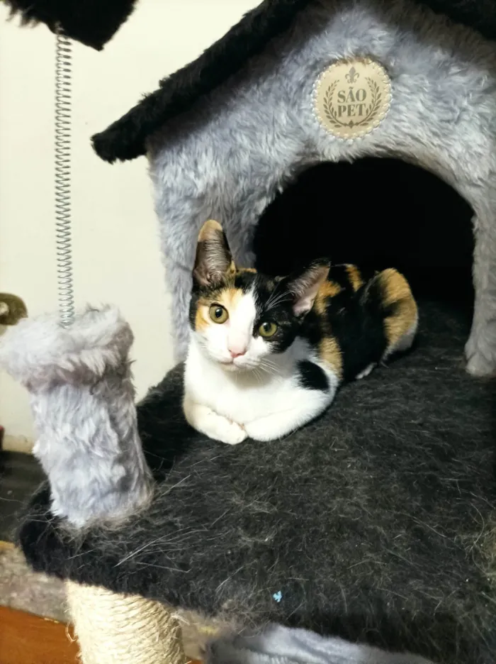 Gato raça SRD-ViraLata idade 2 a 6 meses nome Flora