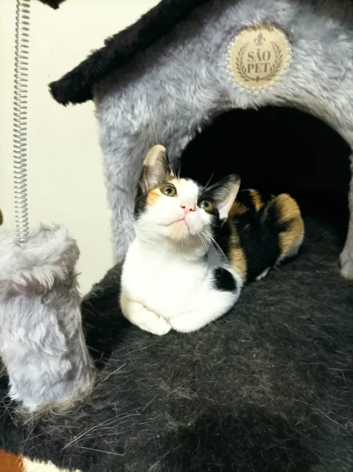 Gato raça SRD-ViraLata idade 2 a 6 meses nome Flora