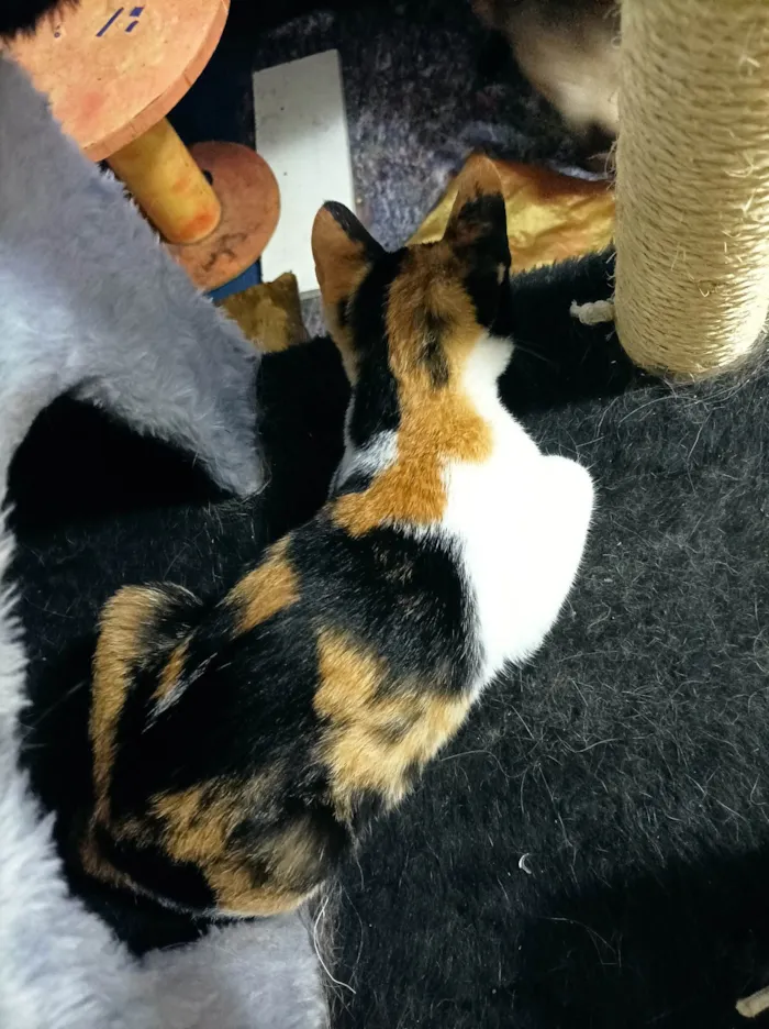 Gato raça SRD-ViraLata idade 2 a 6 meses nome Flora