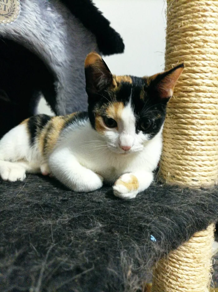 Gato raça SRD-ViraLata idade 2 a 6 meses nome Flora