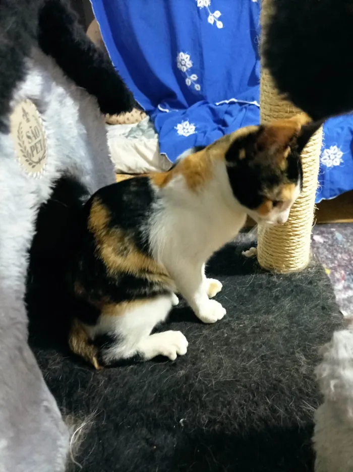 Gato raça SRD-ViraLata idade 2 a 6 meses nome Flora