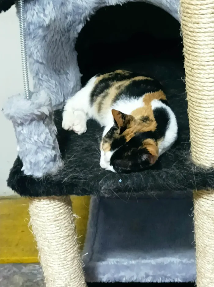 Gato raça SRD-ViraLata idade 2 a 6 meses nome Flora