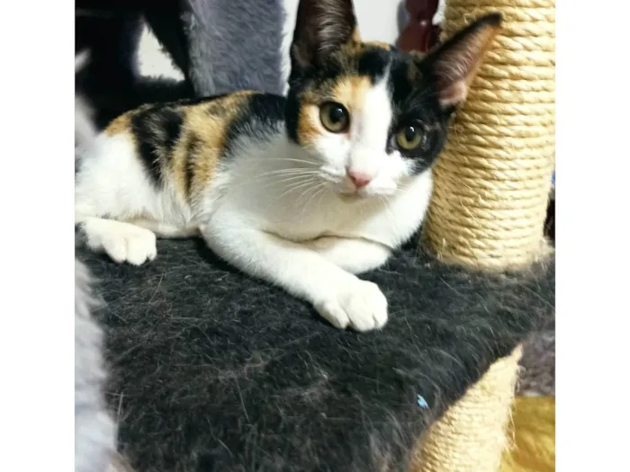 Gato raça SRD-ViraLata idade 2 a 6 meses nome Flora