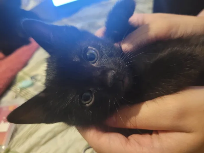 Gato raça SRD-ViraLata idade Abaixo de 2 meses nome Sem nome