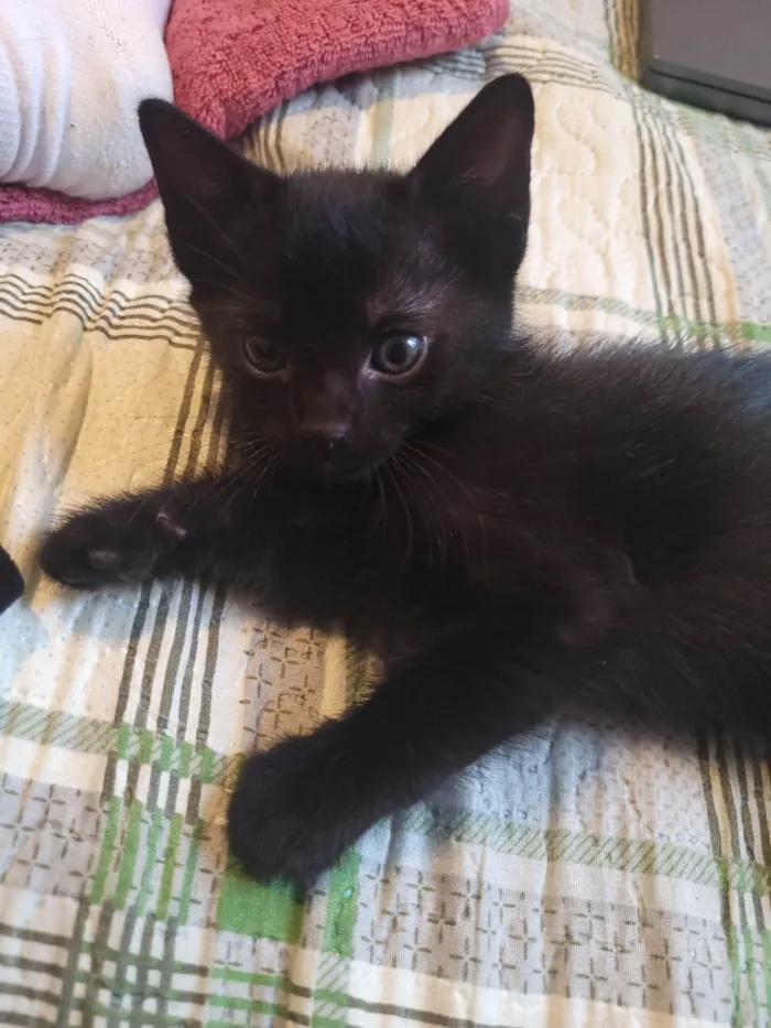 Gato raça SRD-ViraLata idade Abaixo de 2 meses nome Sem nome