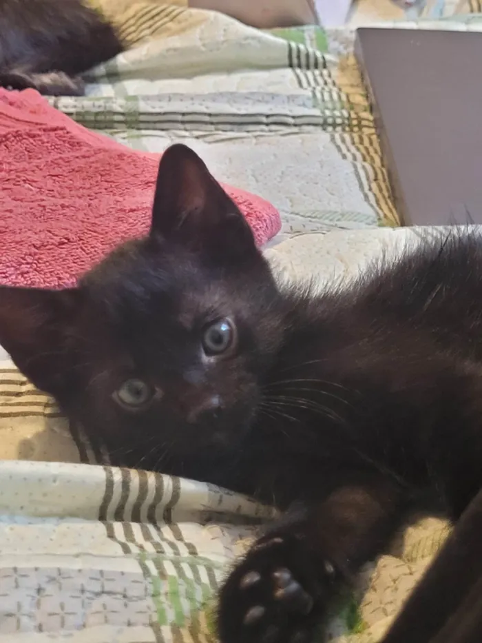 Gato raça SRD-ViraLata idade Abaixo de 2 meses nome Sem nome