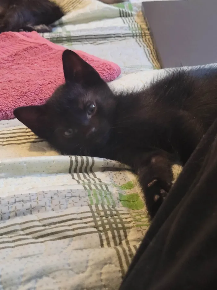 Gato raça SRD-ViraLata idade Abaixo de 2 meses nome Sem nome