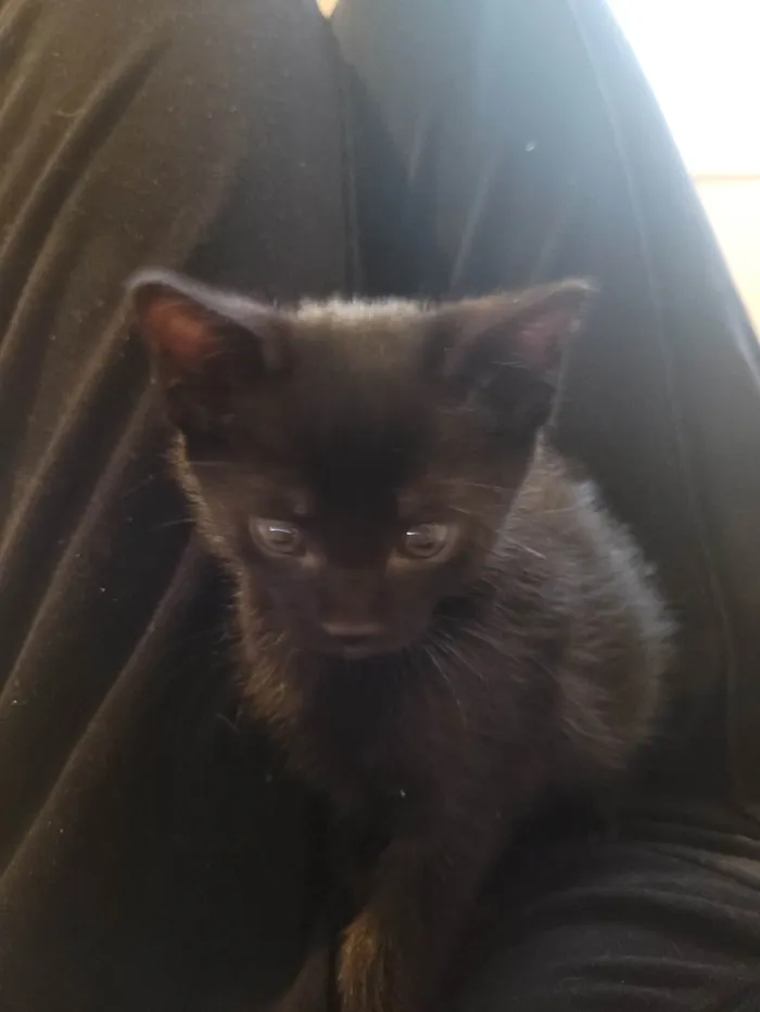 Gato raça SRD-ViraLata idade Abaixo de 2 meses nome Sem nome