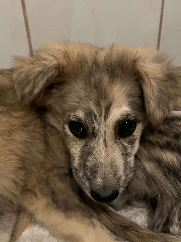 Cachorro raça SRD-ViraLata idade 2 a 6 meses nome Billy