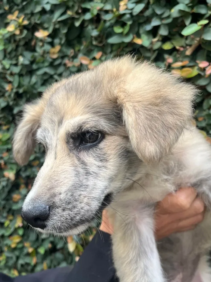 Cachorro raça SRD-ViraLata idade 2 a 6 meses nome Billy