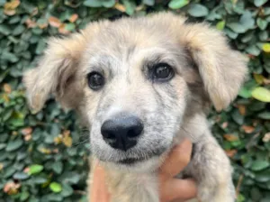 Cachorro raça SRD-ViraLata idade 2 a 6 meses nome Billy