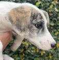 Cachorro raça SRD-ViraLata idade 2 a 6 meses nome Fany