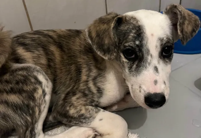 Cachorro raça SRD-ViraLata idade 2 a 6 meses nome Fany