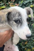 Cachorro raça SRD-ViraLata idade 2 a 6 meses nome Fany