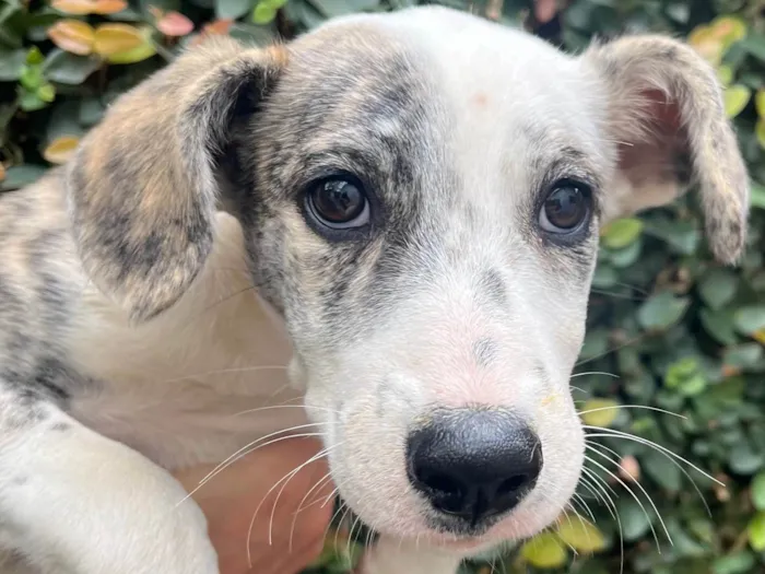 Cachorro raça SRD-ViraLata idade 2 a 6 meses nome Fany