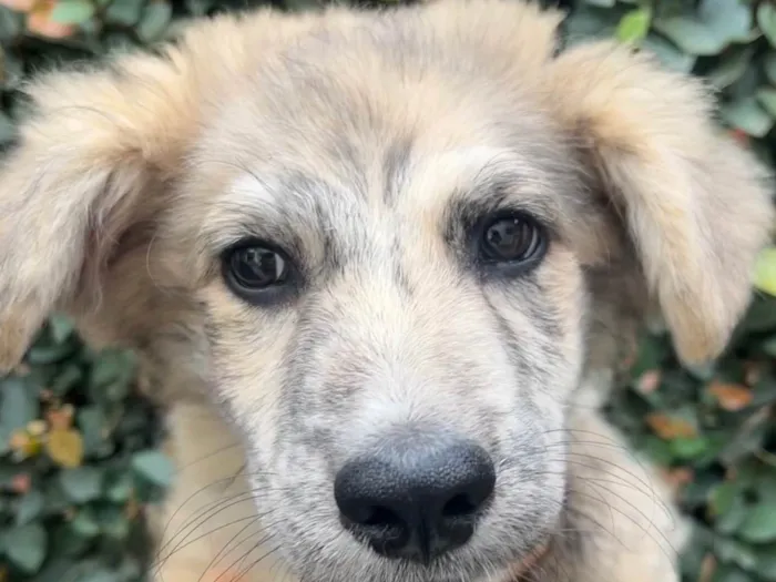 Cachorro raça SRD-ViraLata idade 2 a 6 meses nome Billy