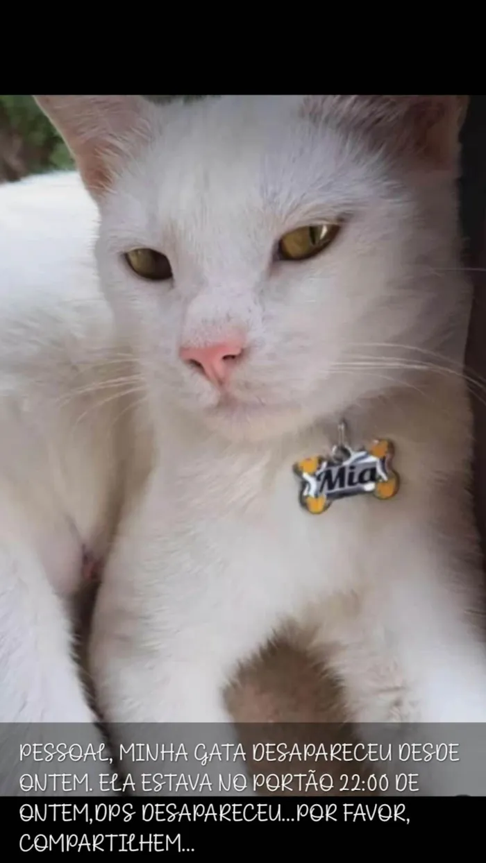 Gato raça SRD-ViraLata idade 1 ano nome MIA