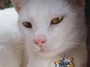 Gato raça SRD-ViraLata idade 1 ano nome MIA