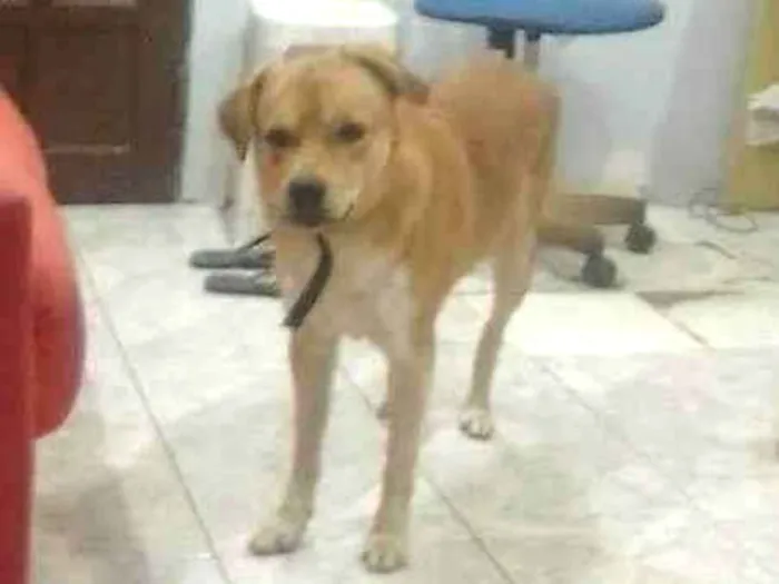 Cachorro ra a vira lata  idade 3 anos nome snoop