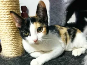 Gato raça SRD-ViraLata idade 2 a 6 meses nome Flora