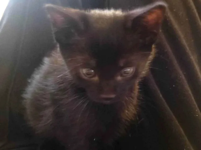 Gato raça SRD-ViraLata idade Abaixo de 2 meses nome Sem nome