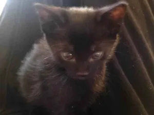 Gato raça SRD-ViraLata idade Abaixo de 2 meses nome Sem nome