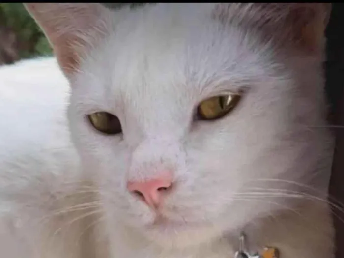 Gato raça SRD-ViraLata idade 1 ano nome MIA