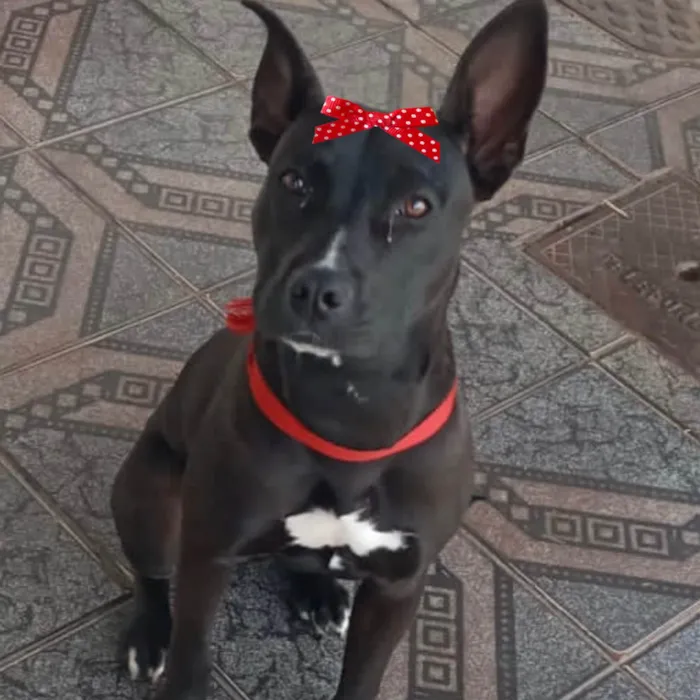 Cachorro ra a Mestica  idade 1 ano nome Rubi 