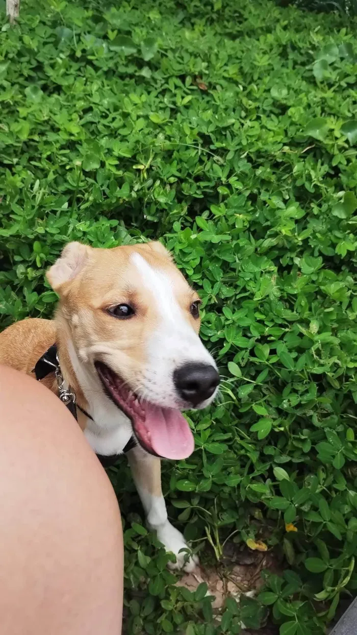 Cachorro ra a SRD-ViraLata idade 1 ano nome Marley 