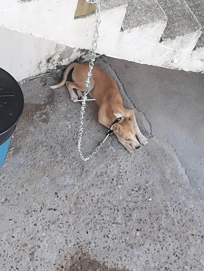 Cachorro ra a SRD-ViraLata idade 1 ano nome Marley 