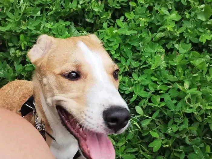 Cachorro ra a SRD-ViraLata idade 1 ano nome Marley 