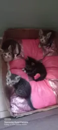 Gatos