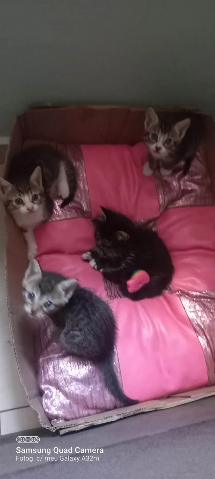Gato ra a SRD-ViraLata idade Abaixo de 2 meses nome Gatos