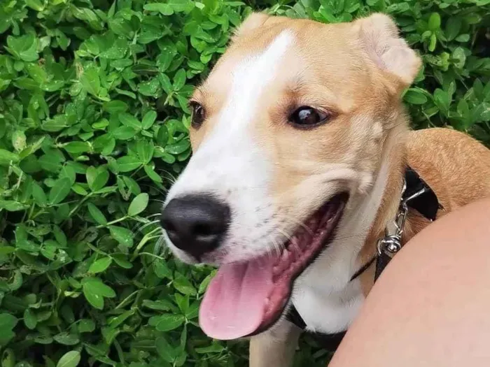 Cachorro ra a SRD-ViraLata idade 1 ano nome Marley 